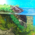 Как сделать аквариум для водной черепахи